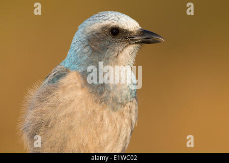 Florida Scrub Jay (Aphelocoma Coerulescens) - Cruickshank Heiligtum, Florida Stockfoto