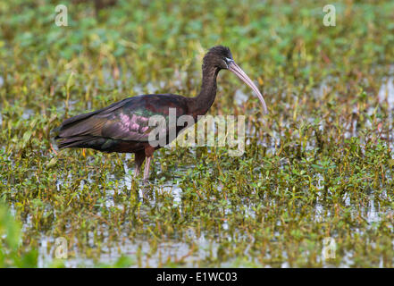 Sichler (Plegadis Falcinellus) - Kreis B Bar Reserve, Florida Stockfoto