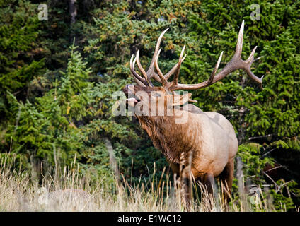 Männliche Stier Elch mit der Aufforderung, Jasper Nationalpark, Alberta, Kanada. Stockfoto