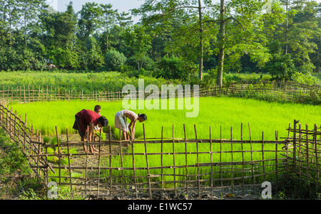 Frauen vom Stamm Mising Pflanzen Reis Setzlinge in einem kleinen Gehäuse an einem hellen sonnigen Morgen auf die Insel Majuli, Assam, ich Stockfoto