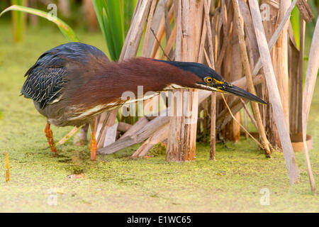 Grün-Heron (Butorides Virescens) - Viera Feuchtgebiete Florida Stockfoto