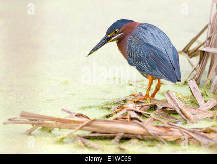 Grün-Heron (Butorides Virescens) - Viera Feuchtgebiete Florida Stockfoto