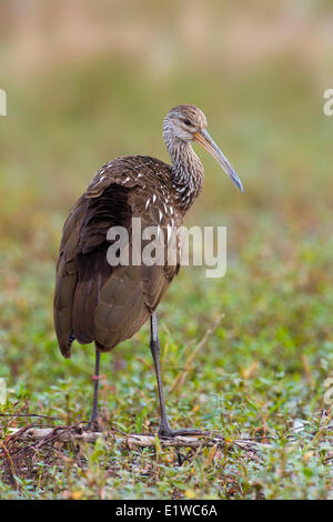 Limpkin (Aramus Guarauna) - Kreis B Bar Reserve, Florida Stockfoto