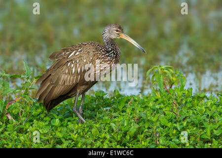 Limpkin (Aramus Guarauna) - Kreis B Bar Reserve, Florida Stockfoto