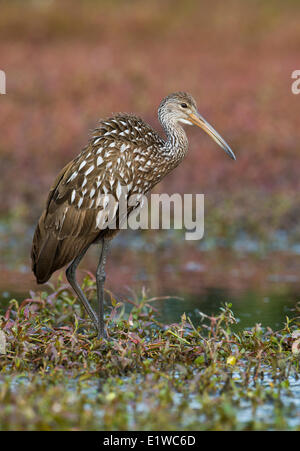 Limpkin (Aramus Guarauna) - Kreis B Bar Reserve, Florida Stockfoto