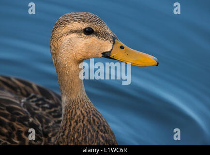 Fleckige Ente (Anas Fulvigula) - Florida Stockfoto