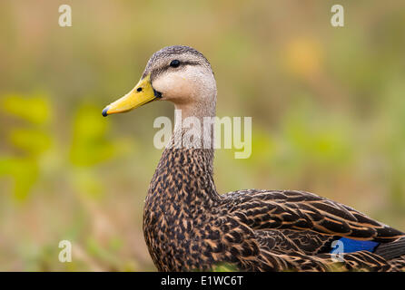 Fleckige Ente (Anas Fulvigula) - Florida Stockfoto