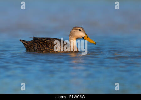 Fleckige Ente (Anas Fulvigula) - Florida Stockfoto