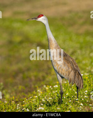 Sandhill Kran (Grus Canadensis) - Florida Stockfoto