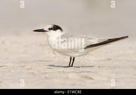 Brandseeschwalbe (Thalasseus Sandvicensis) - Fort Desoto State Park, Florida Stockfoto