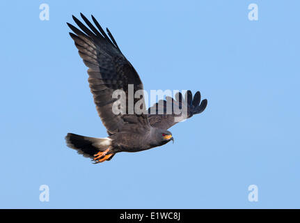 Schnecke Kite (Rostrhamus Sociabilis) - West Lake Tohopekaliga, Kissimmee Florida Stockfoto