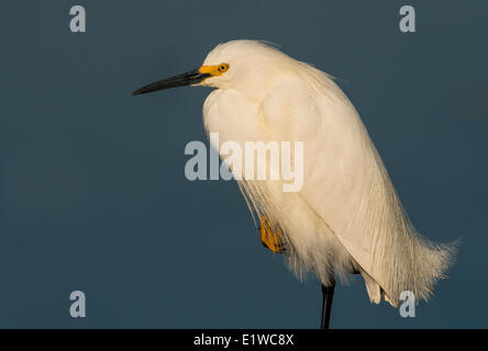 Snowy Silberreiher (Egretta unaufger) - Florida Stockfoto