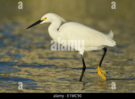 Snowy Silberreiher (Egretta unaufger) - Florida Stockfoto