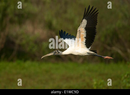 Holz-Storch (Mycteria Americana) - Kreis B Bar Reserve, Florida Stockfoto