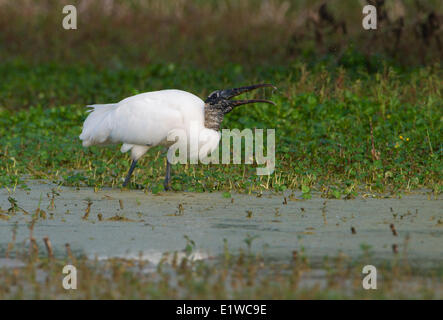 Holz-Storch (Mycteria Americana) - Kreis B Bar Reserve, Florida Stockfoto