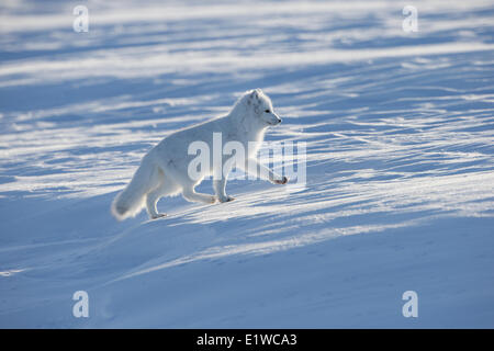 Polarfuchs (Alopex Lagopus), Westküste Hudson Bay, südlich von Arviat, Nunavut, Kanada Stockfoto