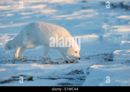 Polarfuchs (Alopex Lagopus), Westküste Hudson Bay, südlich von Arviat, Nunavut, Kanada Stockfoto