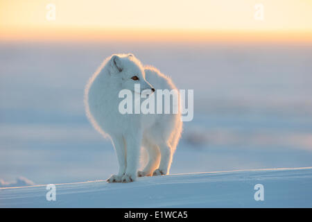 Polarfuchs (Alopex Lagopus), Westküste Hudson Bay, südlich von Arviat, Nunavut, Kanada Stockfoto