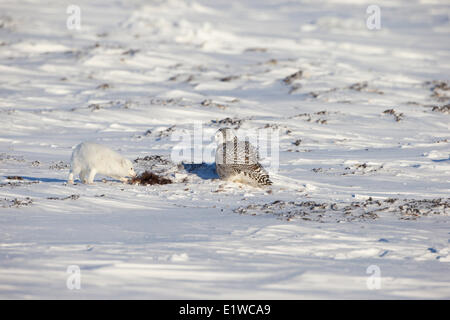 Polarfuchs (Alopex Lagopus) Schnee-Eule (Bubo Scandiacus) mit Schrott Moschusochsen (Ovibos Moschatus) Westküste Hudson Bay südlich Stockfoto