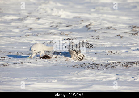 Polarfuchs (Alopex Lagopus) Schnee-Eule (Bubo Scandiacus) mit Schrott Moschusochsen (Ovibos Moschatus) Westküste Hudson Bay südlich Stockfoto