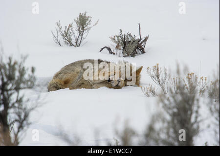 Kojote (Canis Latrans), Yellowstone-Nationalpark, Wyoming, Vereinigte Staaten von Amerika Stockfoto