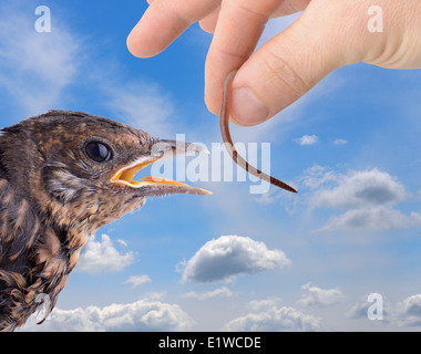 Konzept der Versuchung oder der frühe Vogel fängt den Wurm Stockfoto