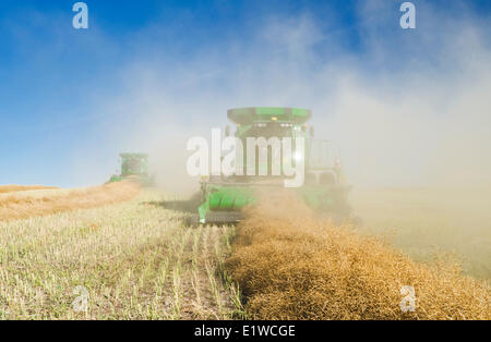 Kombinieren Sie Erntemaschinen arbeiten in einem gewendetem Raps-Feld in der Nähe von Kamsack, Saskatchewan, Kanada Stockfoto