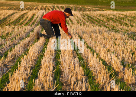 ein Landwirt Pfadfinder einen frühen Wachstumsfeld Hafer in Null bis Weizen Stoppeln, Tiger Hills, Manitoba, Kanada Stockfoto