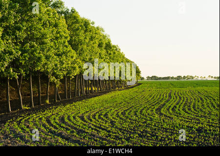 frühe Wachstumsfeld Sojabohnen mit Shelterbelt im Hintergrund, in der Nähe von Niverville, Manitoba, Kanada Stockfoto