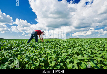 ein Landwirt Pfadfinder ein Mitte Wachstumsfeld für Raps in der Nähe von Dugald, Manitoba, Kanada Stockfoto