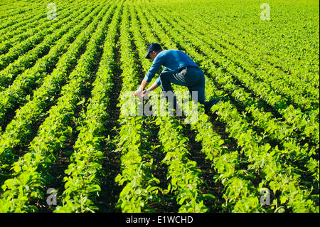 Landwirt in einem frühen Soja Wachstumsfeld, in der Nähe von Lorette, Manitoba, Kanada Stockfoto