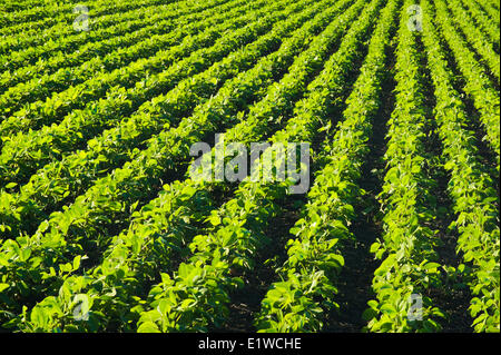 frühe Wachstumsfeld Soja in der Nähe von Lorette, Manitoba, Kanada Stockfoto