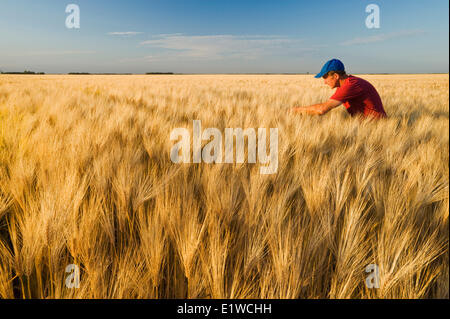 ein Landwirt in einem reifende Gerstenfeld in der Nähe von Carey, Manitoba, Kanada Stockfoto