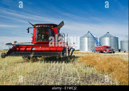 ein Bauer auf einem Mähdrescher immer bereit zur Ernte gewendetem Raps neben einem Hof in der Nähe von Dugald, Manitoba, Kanada Stockfoto