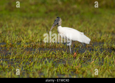 Holz-Storch (Mycteria Americana) - Kreis B Bar Reserve, Florida Stockfoto