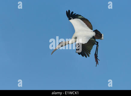 Holz-Storch (Mycteria Americana) - Kreis B Bar Reserve, Florida Stockfoto