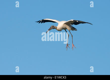 Holz-Storch (Mycteria Americana) - Kreis B Bar Reserve, Florida Stockfoto