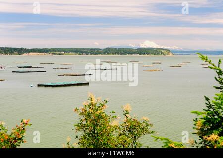 Landwirtschaft-Penn Bucht Muscheln in Coupeville auf Whidbey Island im US-Bundesstaat Washington, USA. Mt. Baker ist im Hintergrund. Stockfoto