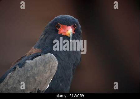 Bateleur, Porträt, Stockfoto