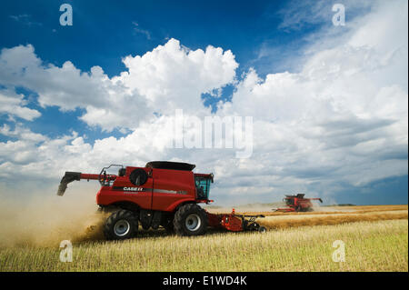 Kombinieren Sie Erntemaschinen arbeiten in einem Feld, während der Raps Ernte, in der Nähe von Dugald, Manitoba, Kanada Stockfoto