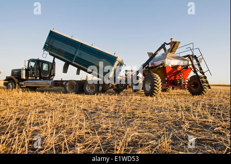 Jungbauer laden einen seeding Tank mit Winter-Weizen-Saatgut und Dünger, in der Nähe von Lorette, Manitoba, Kanada Stockfoto