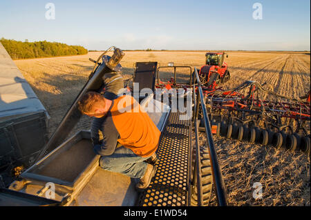 Jungbauer laden einen seeding Tank mit Winter-Weizen-Saatgut und Dünger, in der Nähe von Lorette, Manitoba, Kanada Stockfoto