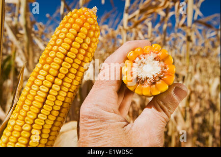 Nahaufnahme der Hand, die Reifung Getreide/Futtermittel Mais, in der Nähe von Lorette, Manitoba, Kanada Stockfoto