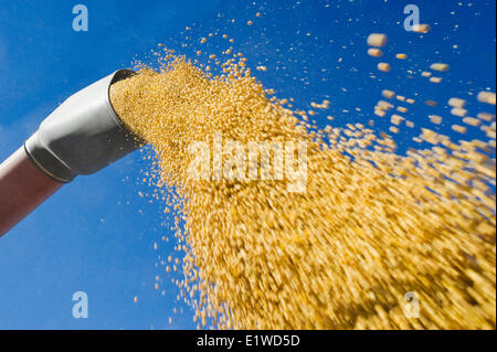 ein Mähdrescher Harvester Schnecken Sojabohnen in einen Bauernhof LKW während der Ernte, in der Nähe von Lorette, Manitoba, Canad Stockfoto