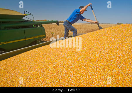 ein Mann auf der Rückseite ein Getreide Wagen während der Getreideernte Mais (Mais füttern) in der Nähe von Niverville, Manitoba, Kanada Stockfoto