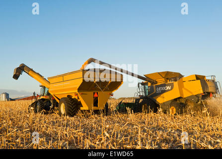 ein Mähdrescher mündet in einem Getreide Wagen unterwegs, während die Maisernte Getreide/Futtermittel, in der Nähe von Dugald, Manitoba, Kanada Stockfoto