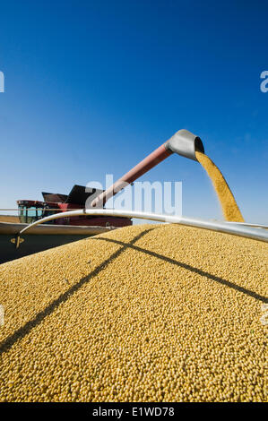 ein Mähdrescher Harvester Schnecken Sojabohnen in einen Bauernhof LKW während der Ernte, in der Nähe von Lorette, Manitoba, Kanada Stockfoto