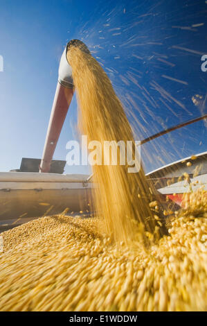 ein Mähdrescher Harvester Schnecken Sojabohnen in einen Bauernhof LKW während der Ernte, in der Nähe von Lorette, Manitoba, Kanada Stockfoto