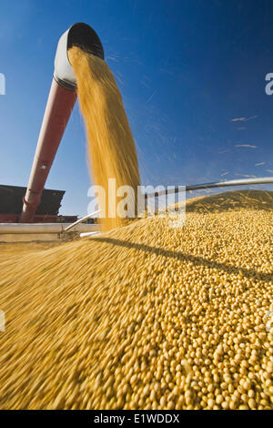 ein Mähdrescher Harvester Schnecken Sojabohnen in einen Bauernhof LKW während der Ernte, in der Nähe von Lorette, Manitoba, Kanada Stockfoto