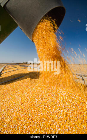 ein Getreide Wagen mündet in einen Bauernhof LKW, während die Maisernte Futtergetreide Mais in der Nähe von Niverville, Manitoba, Kanada Stockfoto